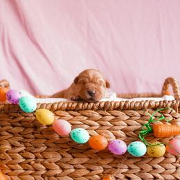 Doberman Pinscher and Labrador Retriever Puppies from GFDutton Retrievers & Dalla Grazia Dobermans