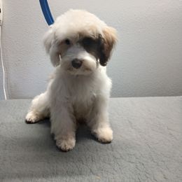 Miniature Schnauzer, Poodle, Schnoodle, and Whoodle Puppies from Kaleidoscope Kennels