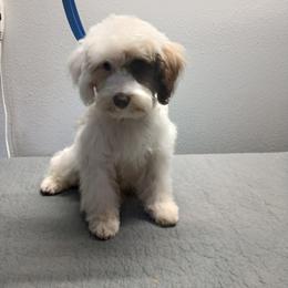 Miniature Schnauzer, Poodle, Schnoodle, and Whoodle Puppies from Kaleidoscope Kennels