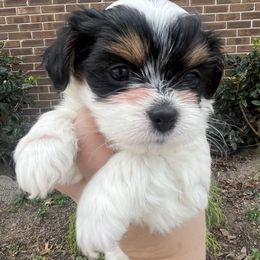 Mal-Shi, Maltese, and Maltipoo Puppies from Joy-fur puppies