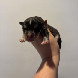 Girl 1 - Black tan and white female Siberian Husky puppy in Pelham, Alabama from Tails & Belles Dog Breeding