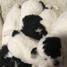 Cockapoo and Poodle Puppies from Eagleridge Mini Doodles