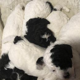 Cockapoo and Poodle Puppies from Eagleridge Mini Doodles