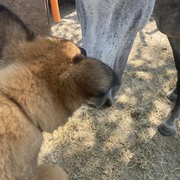 Belgian Malinois and German Shepherd Puppies from Madhouse’s Belgian Malinois and German Shepherds