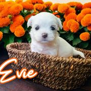 Trinket - White female Mal-Shi puppy in Belleville, Michigan from Michigan Maltese Puppies