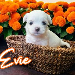 Trinket - White female Mal-Shi puppy in Belleville, Michigan from Michigan Maltese Puppies