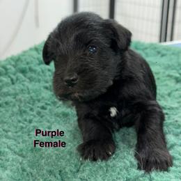 Purple Female - Black female Miniature Schnauzer puppy in Springdale, Arkansas from Rc Kennels