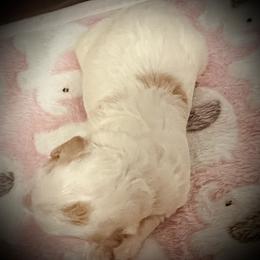 Vixen - Blenheim female Cavapoo puppy in Bradenton, Florida from Christianna’s Mini Goldendoodles