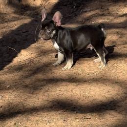 Teddy - Tricolors male French Bulldog puppy in Minco, Oklahoma from Findley’s Furbabies
