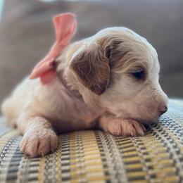 Miss Pink - Parti female Goldendoodle puppy in Nampa, Idaho from Farmhouse Goldens