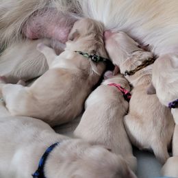 Golden Retriever Puppies from Mountain View Goldens