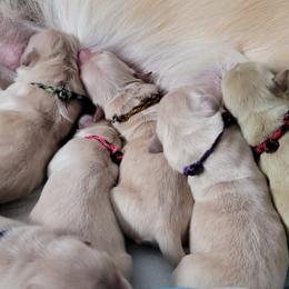 Golden Retriever Puppies from Mountain View Goldens