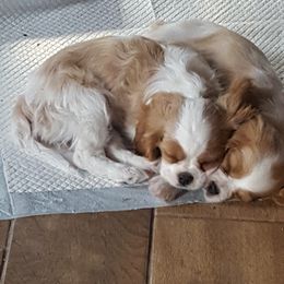 Cavalier King Charles Spaniel Puppies from Phoenix Rose Cavalier King Charles