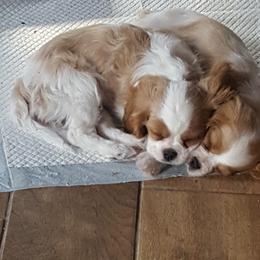 Cavalier King Charles Spaniel Puppies from Phoenix Rose Cavalier King Charles