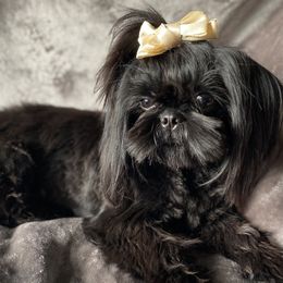 Lady Shade -Guardian Home Opportunity - Black female Shih Tzu puppy in Xenia, Ohio from Crown & Tress Shih Tzu