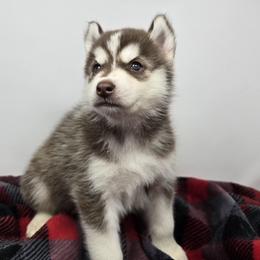 Rocket - Red and white male Siberian Husky puppy in Kansas City, Missouri from Anuun's Huskies