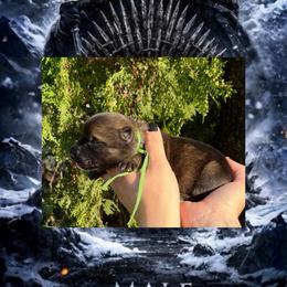 Jon Snow - Sable male German Shepherd puppy in Chino, California from BlueStone K9