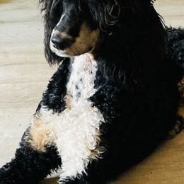 Poodles from The Lakes Poodles