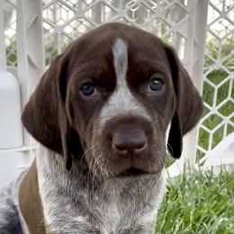 German Shorthaired Pointers from Silver Mountain Pointers