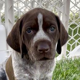 German Shorthaired Pointers from Silver Mountain Pointers