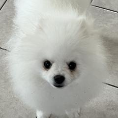 Pomeranians from Pom Sunshine