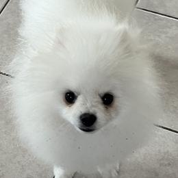 Pomeranians from Pom Sunshine