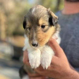 Ms. Pink - Sable female Collie puppy in Tallahassee, Florida from Lampost Kennels