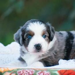 Maisie - Blue merle female Miniature American Shepherd puppy in Chocowinity, North Carolina from Foxtail Hollow