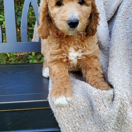 Goldendoodle and Poodle Puppies from Ben's Best Buddy Goldendoodles