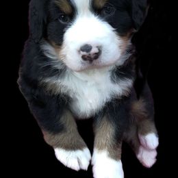 Bernese Mountain Dog Puppies from Willow Creek Bernese Mountain Dogs