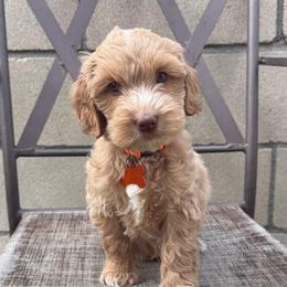Orange - Caramel red male Australian Labradoodle puppy in Fontana, California from Grammy's Puppy Love doodles and poodles