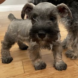 Girl 1 - Black and silver Miniature Schnauzer puppy in Santa Clarita, California from Santa Clarita’s Miniature Schnauzers