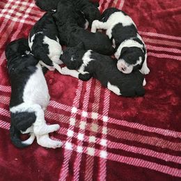 Labradoodle puppies from Multigenerational Labradoodles of Central TX