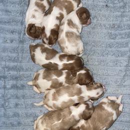 Cavalier King Charles Spaniel puppies from Sophie’s AKC Cavaliers