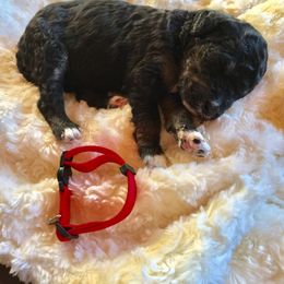 Bernedoodle Puppies from Cry Woof LLC