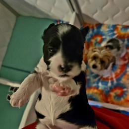 Girl 1 - Parti female Yorkshire Terrier puppy in Marble Hill, Missouri from LeGrands Parti Pups