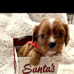 Cavalier King Charles Spaniel and Cavapoo Puppies from Texas Cavalier King Charles Spaniels Manard Enterprises