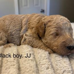Black boy JJ - Apricot male Goldendoodle puppy in Vian, Oklahoma from Dog Days Doodles
