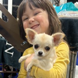 Chihuahua Puppies from Cranbrook Kennels