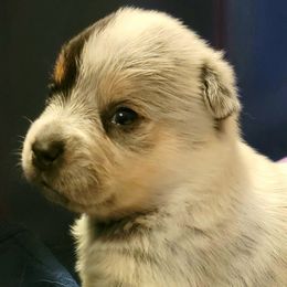 Australian Cattle Dog Puppies from Miller Australian Cattle Dogs