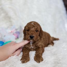 Cayden - Apricot male Goldendoodle puppy in Reeds Spring, Missouri from As Good As Goldendoodles and more