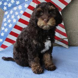 Red collar  Tango - Chocolate male Australian Labradoodle puppy in Provo, Utah from EllsWORTH Labradoodles LLC