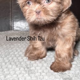 Shih Tzu Puppies from Willow’s Wonderful Shih Tzu