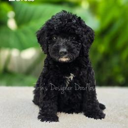 Zora - Black and white female Aussiedoodle puppy in Centreville, Mississippi from Trin's Designer Doodles