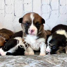 Pembroke Welsh Corgi Puppies from K3 Corgis