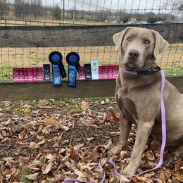 Hamilton - Labrador Retriever