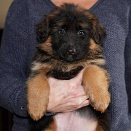 Orange Ribbon - Black and red female German Shepherd puppy in Howard City, Michigan from Sherman's Shepherds