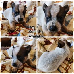 Boy 1 - Red mottled male Australian Cattle Dog puppy in Bradford, Arkansas from Cedar Rock Heelers and Kelpies