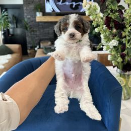 C E D A R - Teddy Bear - B O Y - Merle male Yorkipoo puppy in Pleasant View, Utah from Anchor Dogs