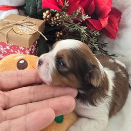 Colt. (1900) - Red and white male Shih Tzu puppy in Fallon, Nevada from Grandma Ts Precious Puppies